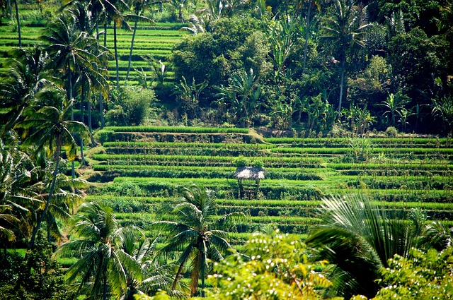 Découvrir l’île de Bali côté Nature