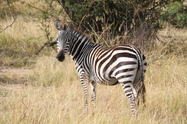 Le ronjo camp : hébergement connu au Serengeti