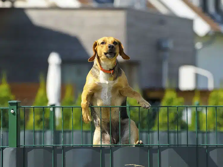 Le collier de dressage serait-il utile pour lutter contre la fugue d’un chien ?