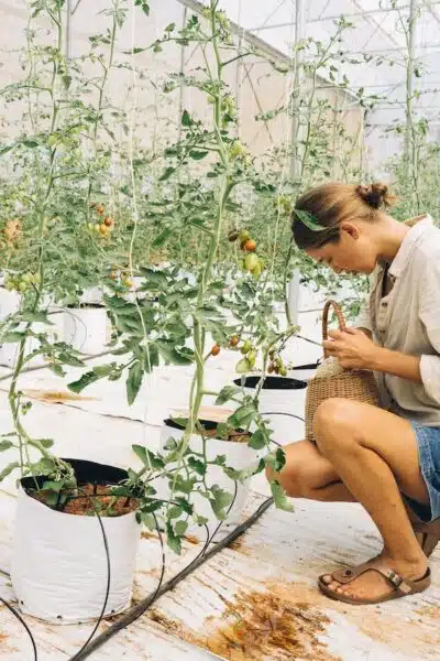 Construire une serre et cultiver des légumes toute l’année (guide pratique)