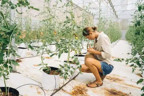 Construire une serre et cultiver des légumes toute l’année (guide pratique)