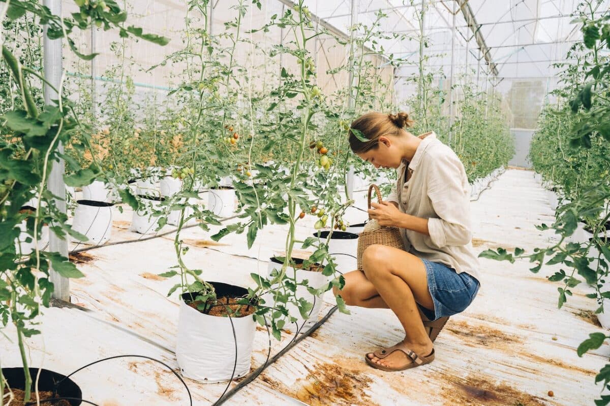 Construire une serre et cultiver des légumes toute l’année (guide pratique)