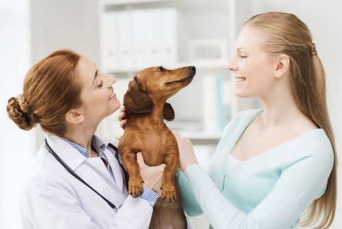 Auxiliaire de santé animale, ASV, soigneur animalier : quelles différences ?