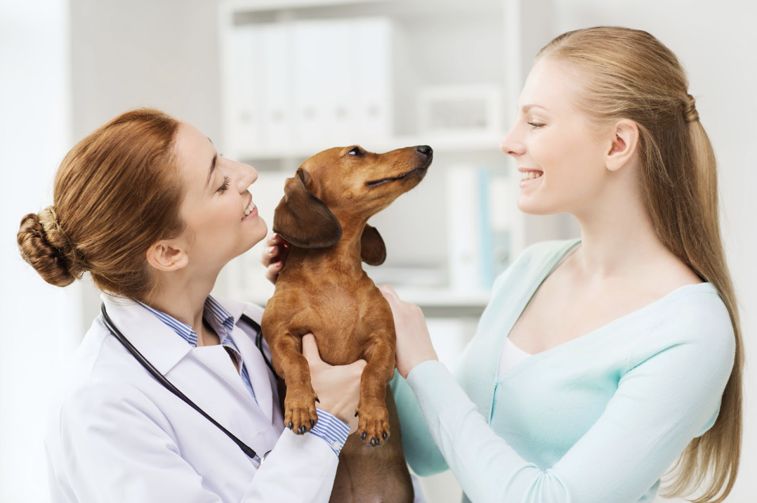 Auxiliaire de santé animale, ASV, soigneur animalier : quelles différences ?
