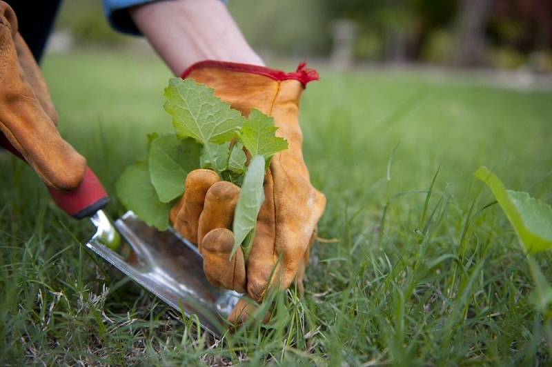 Comment supprimer le trefle dans la pelouse naturellement ?