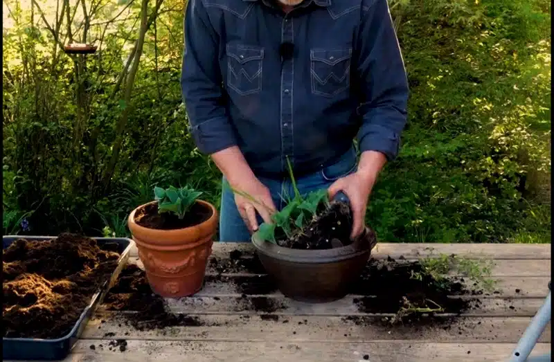 Qu’est-ce que le substrat d’une plante ?