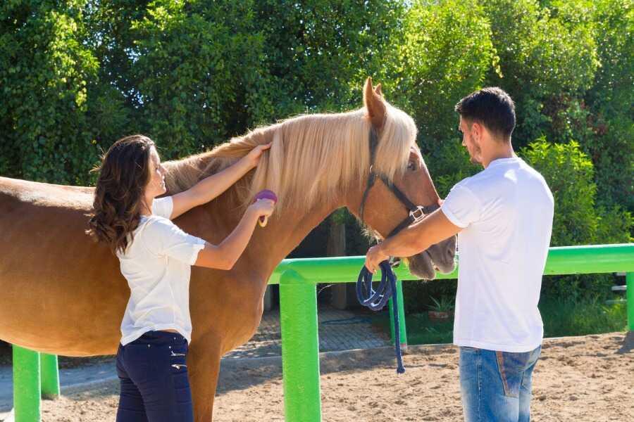 bien panser un cheval