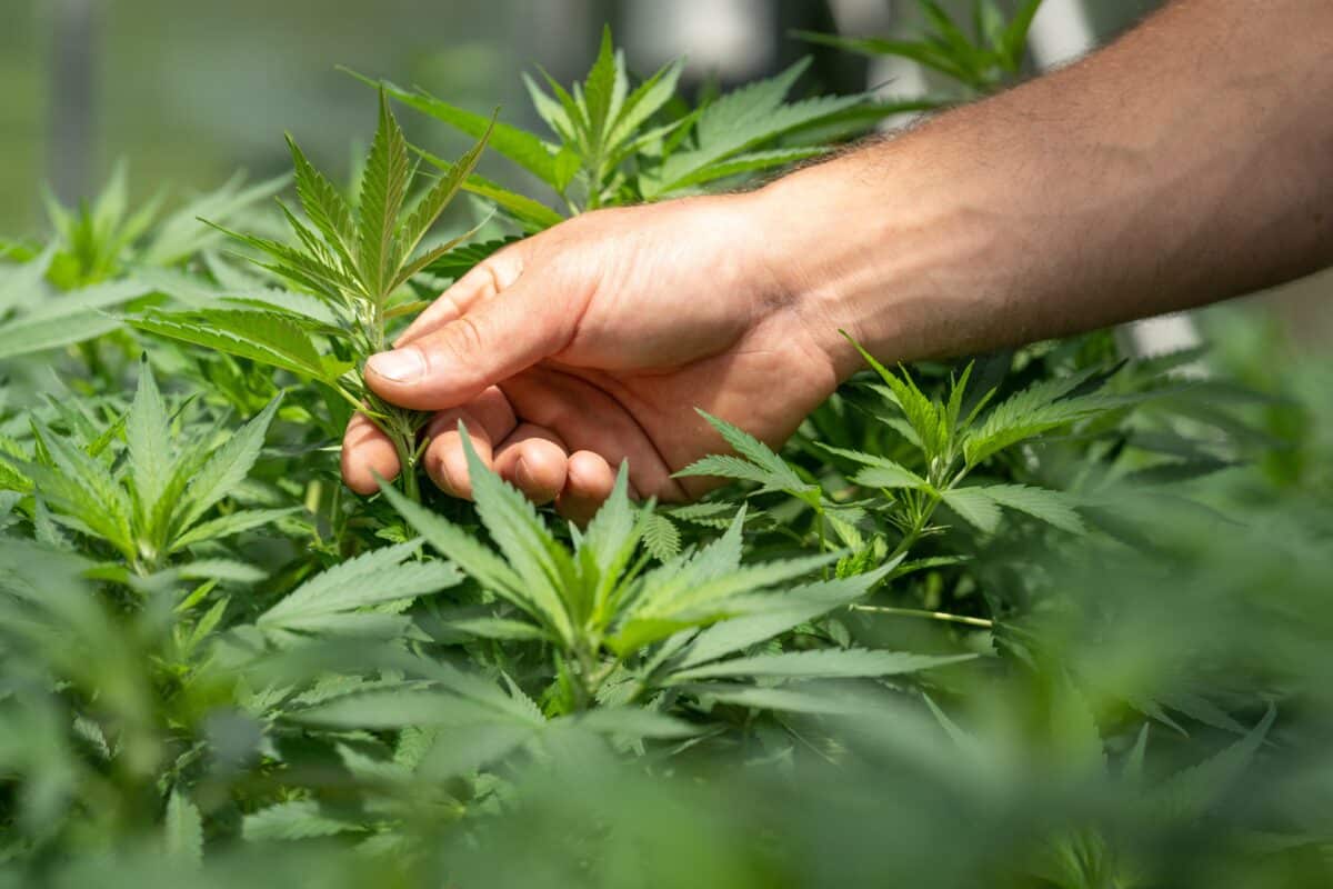 Les propriétés du CBD, une ressource naturelle pour le bien-être