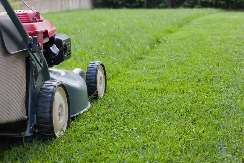 Comment bien entretenir ses gazons pendant l’été ?