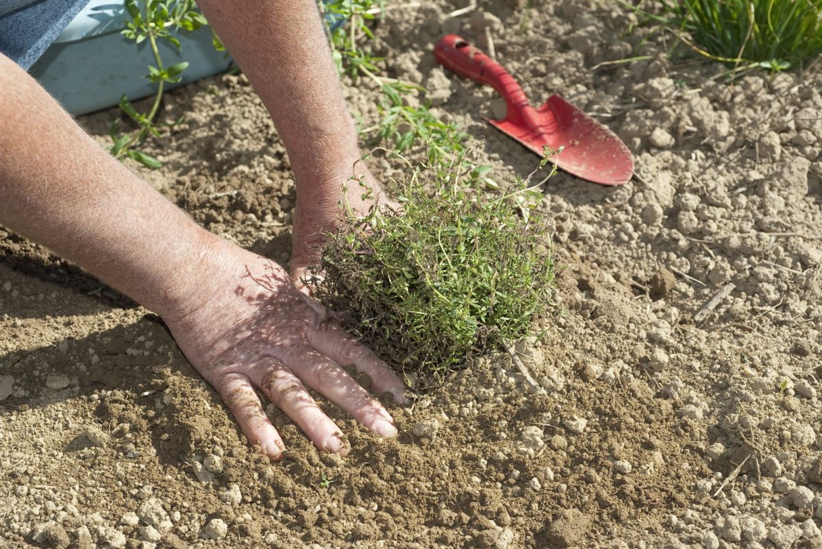 planter du thym