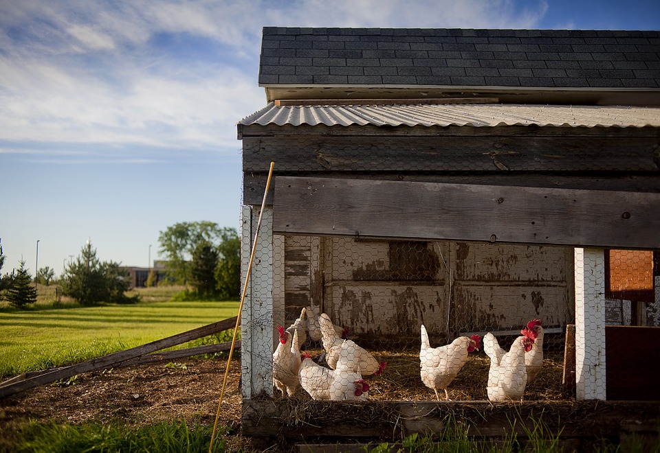 Quelques conseils pour se lancer dans l’élevage de poules pondeuses