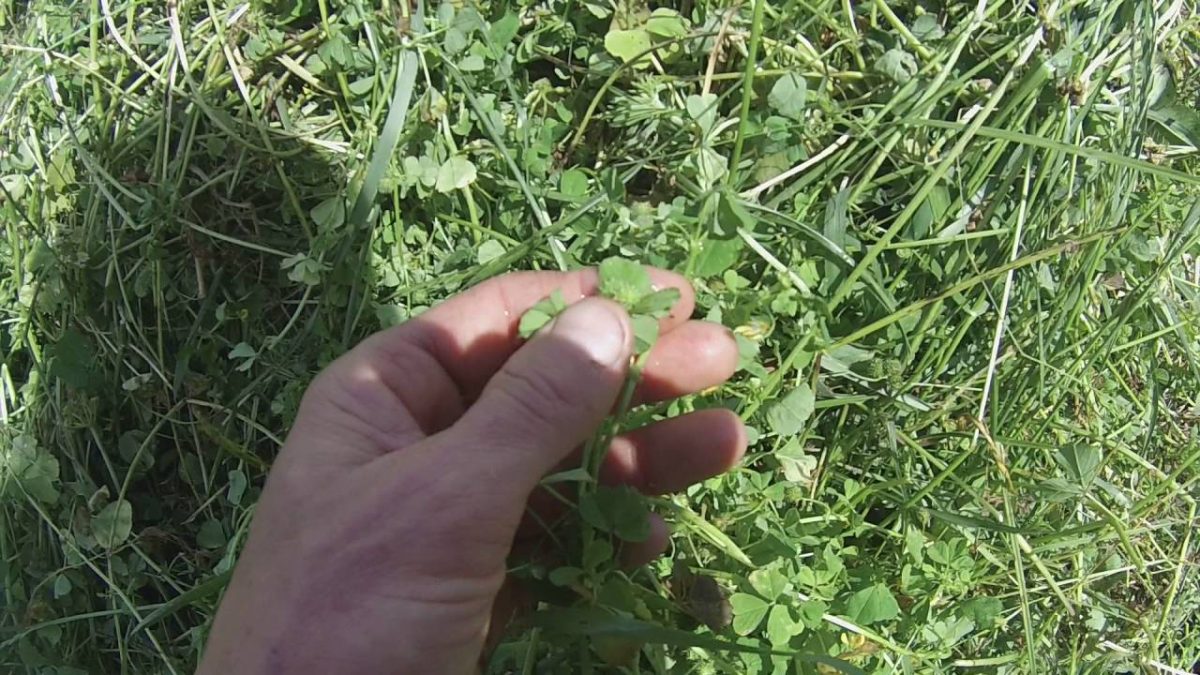 supprimer le trefle dans la pelouse naturellement